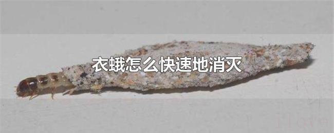 衣蛾怎么快速地消灭 衣蛾怎么快速地消灭