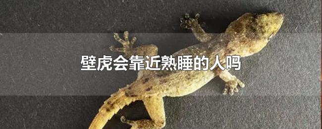 壁虎会靠近熟睡的人吗 壁虎会靠近熟睡的人吗