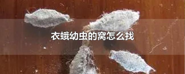 衣蛾幼虫的窝怎么找 衣蛾幼虫的窝怎么找