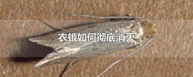 衣蛾如何彻底消灭 衣蛾如何彻底消灭