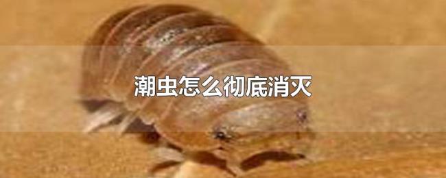 潮虫怎么彻底消灭 潮虫怎么彻底消灭