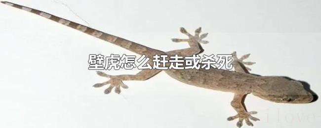 壁虎怎么赶走或杀死 壁虎怎么赶走或杀死