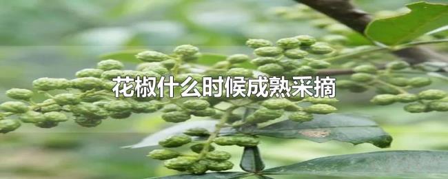 花椒什么时候成熟采摘