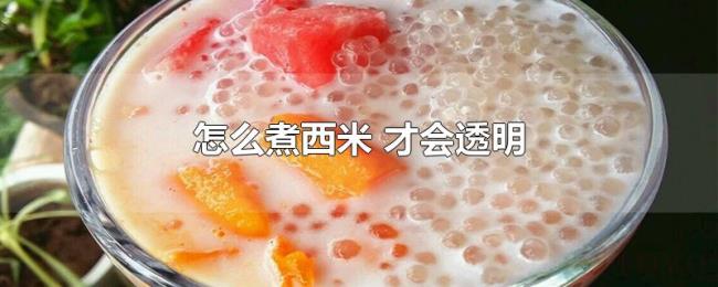 怎么煮西米（才会透明）