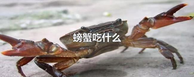 螃蟹吃什么 螃蟹吃什么