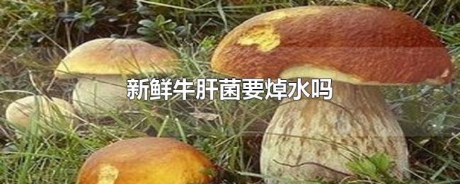 新鲜牛肝菌要焯水吗