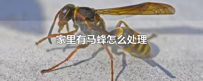 家里有马蜂怎么处理 家里有马蜂怎么处理