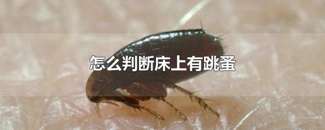 怎么判断床上有跳蚤 怎么判断床上有跳蚤