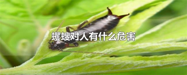 蠼螋对人有什么危害 蠼螋对人有什么危害