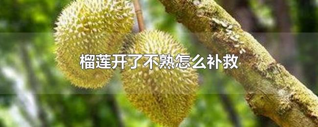榴莲开了不熟怎么补救 榴莲开了不熟怎么补救