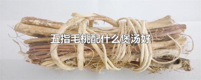 五指毛桃配什么煲汤好
