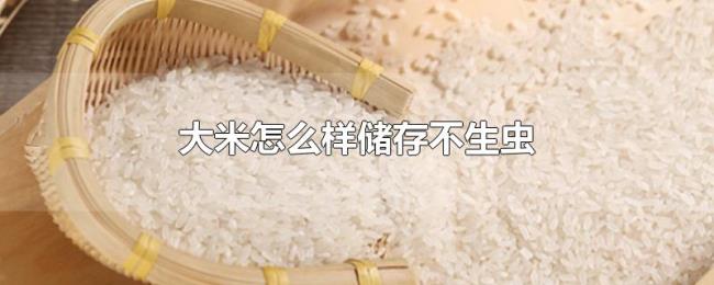 大米怎么样储存不生虫