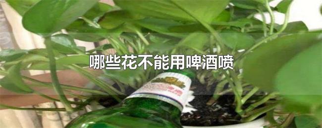哪些花不能用啤酒喷 哪些花不能用啤酒喷