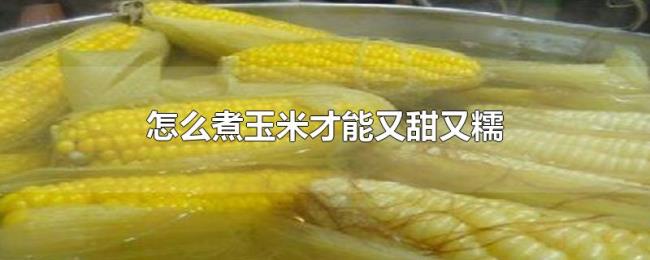 怎么煮玉米才能又甜又糯 怎么煮玉米才能又甜又糯