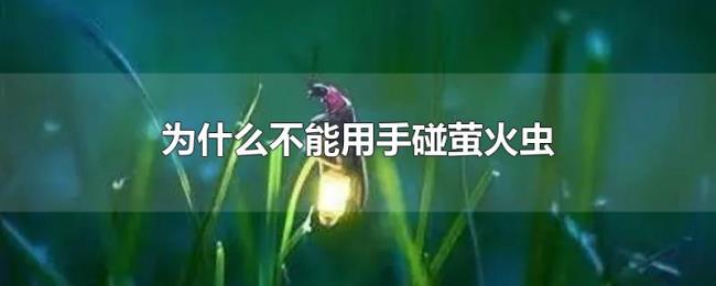 为什么不能用手碰萤火虫 为什么不能用手碰萤火虫