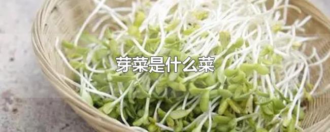 芽菜是什么菜 芽菜是什么菜