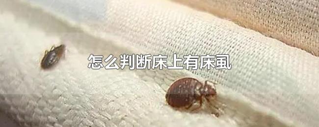 怎么判断床上有床虱 怎么判断床上有床虱