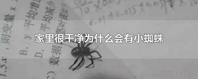 家里很干净为什么会有小蜘蛛