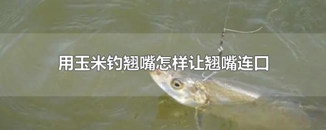 用玉米钓翘嘴怎样让翘嘴连口 用玉米钓翘嘴怎样让翘嘴连口