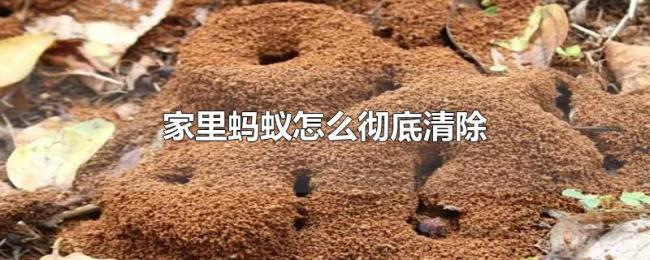 家里蚂蚁怎么彻底清除