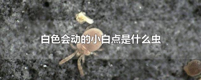 白色会动的小白点是什么虫