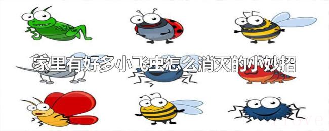 家里有好多小飞虫怎么消灭的小妙招 家里有好多小飞虫怎么消灭的小妙招