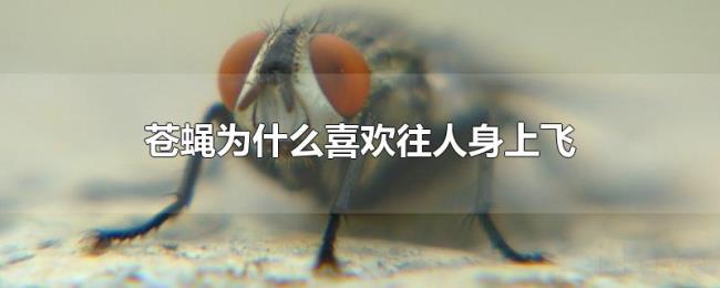 苍蝇为什么喜欢往人身上飞 苍蝇为什么喜欢往人身上飞