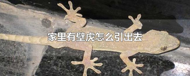 家里有壁虎怎么引出去 家里有壁虎怎么引出去