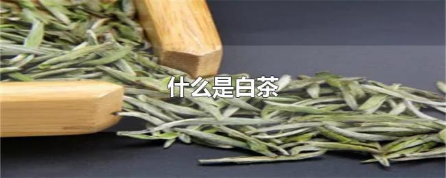 什么是白茶