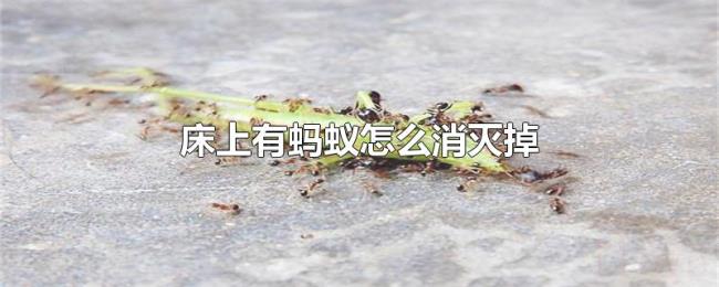 床上有蚂蚁怎么消灭掉 床上有蚂蚁怎么消灭掉