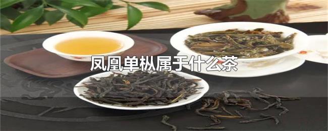 凤凰单枞属于什么茶