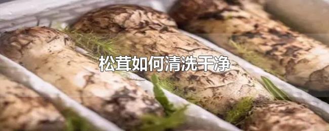 松茸如何清洗干净
