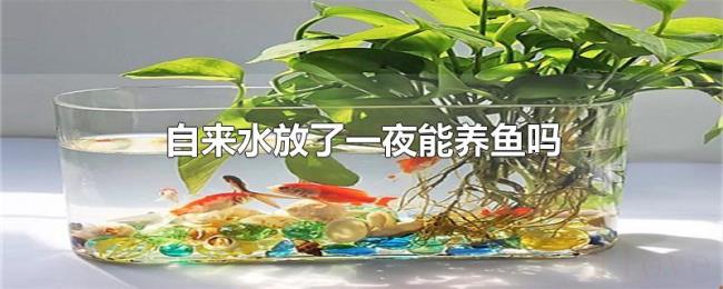 自来水放了一夜能养鱼吗 自来水放了一夜能养鱼吗