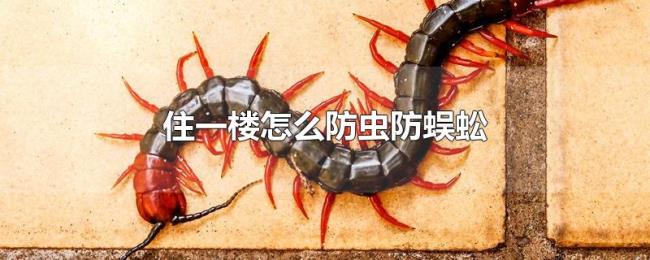 住一楼怎么防虫防蜈蚣 住一楼怎么防虫防蜈蚣
