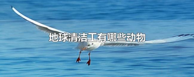 地球清洁工有哪些动物 地球清洁工有哪些动物