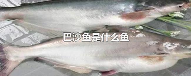 巴沙鱼是什么鱼 巴沙鱼是什么鱼