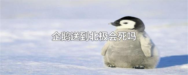 企鹅送到北极会死吗 企鹅送到北极会死吗