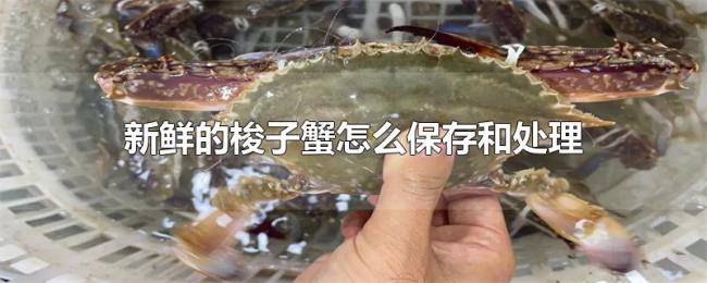 新鲜的梭子蟹怎么保存和处理