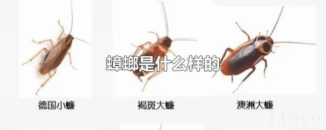 蟑螂是什么样的