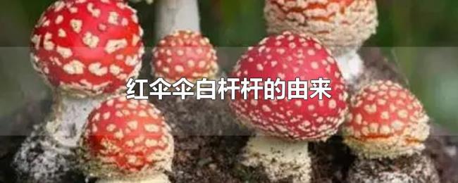 红伞伞白杆杆的由来 红伞伞白杆杆的由来