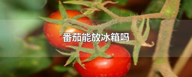 番茄能放冰箱吗 番茄能放冰箱吗