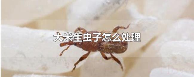 大米生虫子怎么处理