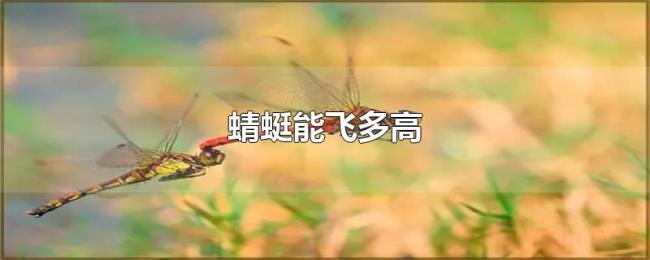 蜻蜓能飞多高