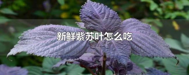 新鲜紫苏叶怎么吃