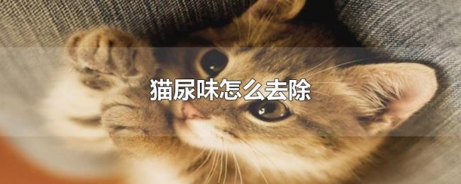 猫尿味怎么去除 猫尿味怎么去除