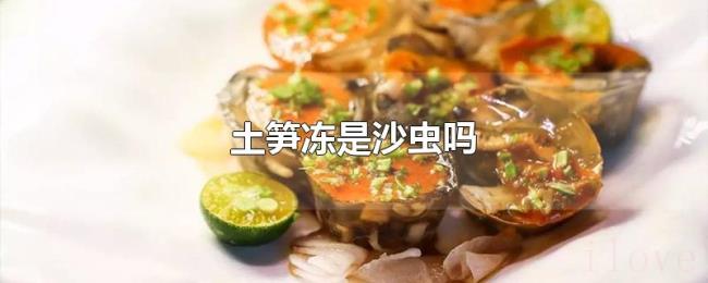 土笋冻是沙虫吗