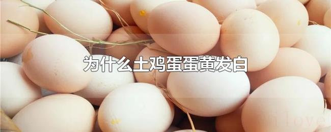 为什么土鸡蛋蛋黄发白 为什么土鸡蛋蛋黄发白