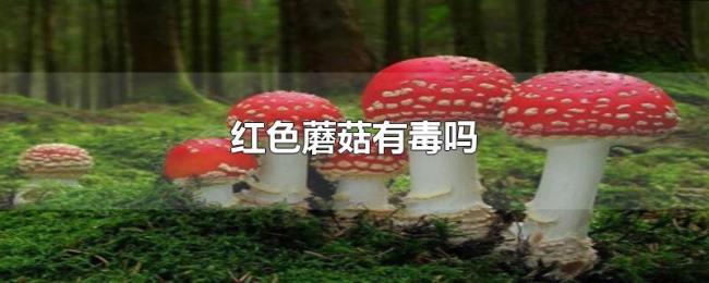 红色蘑菇有毒吗 红色蘑菇有毒吗