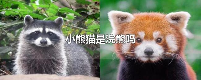 小熊猫是浣熊吗