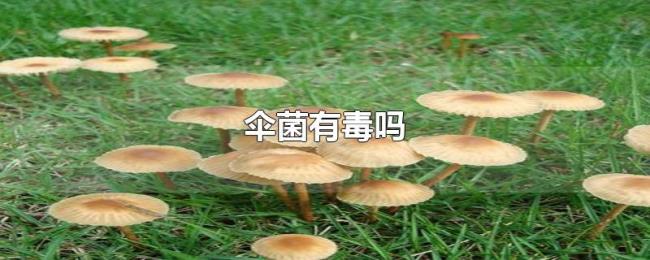伞菌有毒吗 伞菌有毒吗